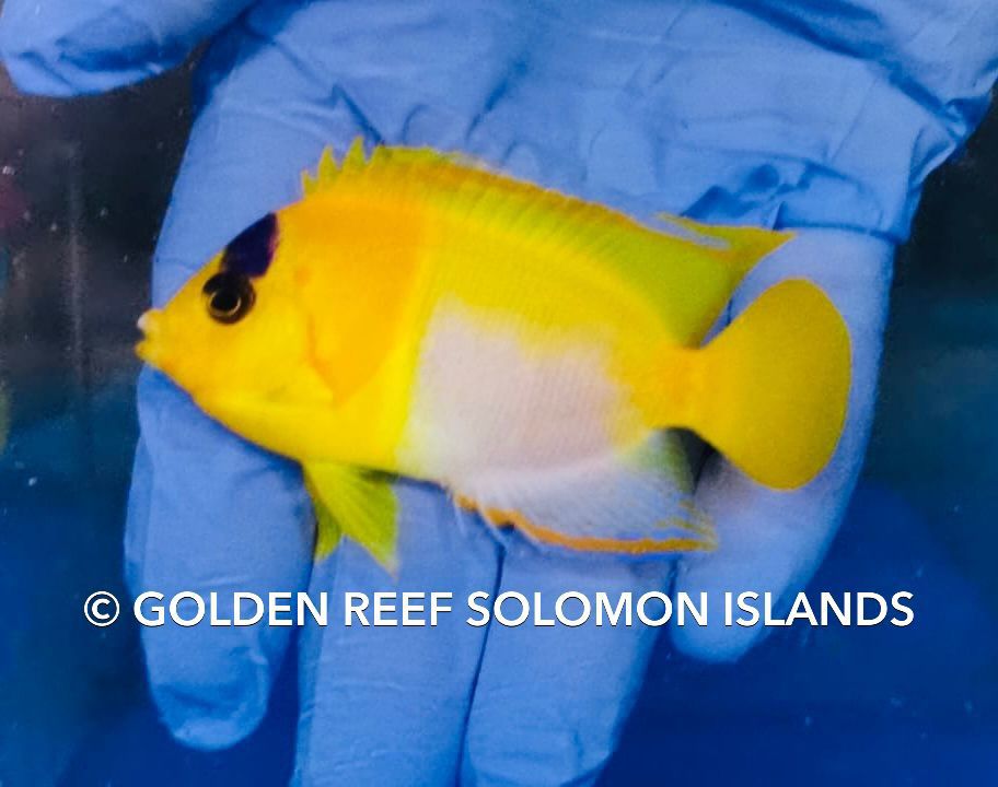 Reef Builders tweet media