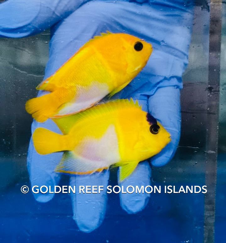 Reef Builders tweet media