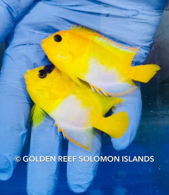 Reef Builders tweet media