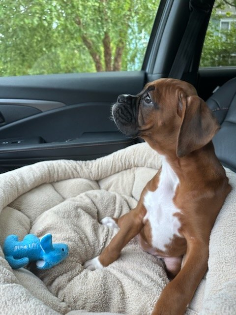 What do you do when you're bored?  We buy dogs apparently... I'd like to introduce Fiona the #Boxer  #BoxerDog #BoxerBreed