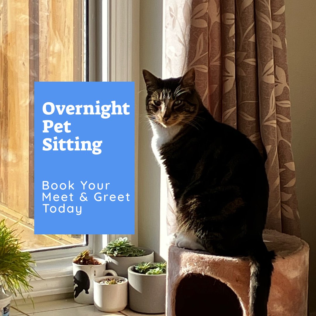 🐾 Planning a getaway? 🌴 Let us take care of your fur baby while you're away! Book a meet &amp; greet today to secure your spot for overnight pet sitting 🐶🔐 #PetSitting #MeetAndGreet #BookNow wix.to/ajZZBHk
