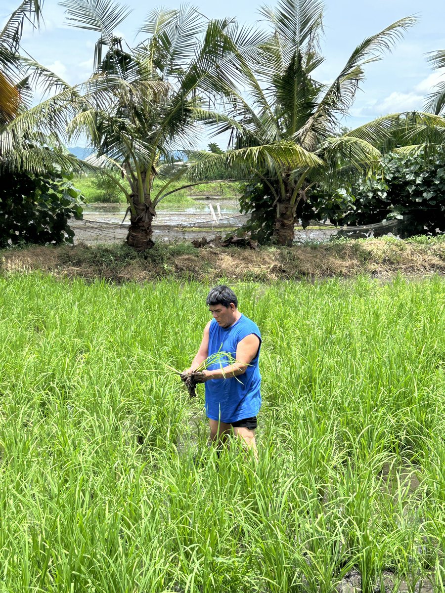 Mighty_Ter's tweet photo. Seeing my father enjoys his time kanina, lalo ko ginusto magkaroon na sariling farm at babuyan. https://t.co/oSEfmzMfnV