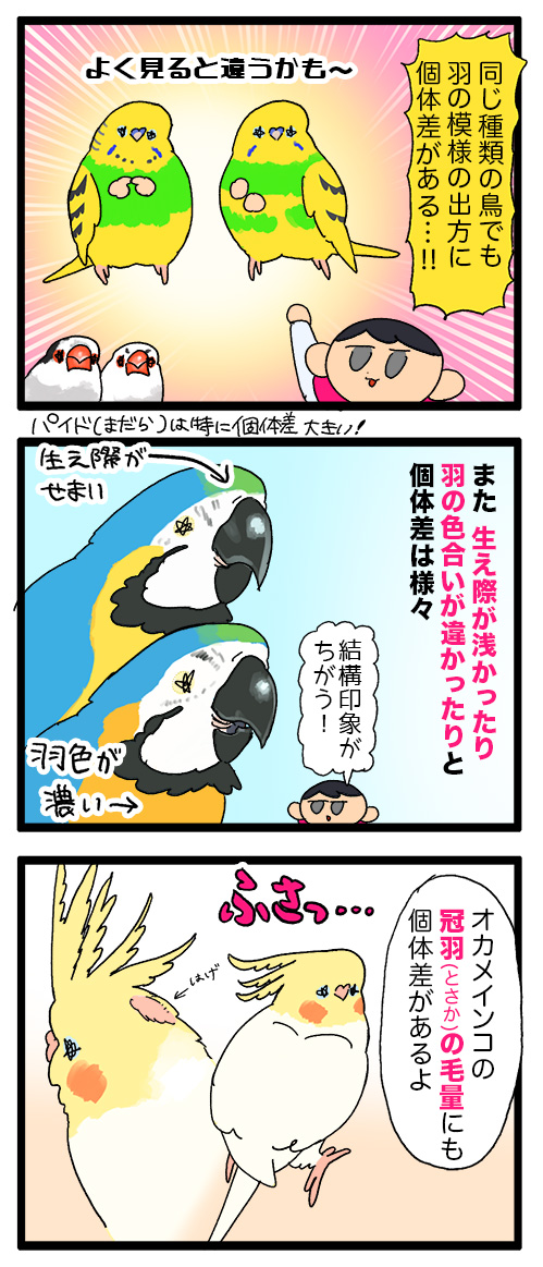 鳥さんにもいろんな羽毛の子がいるけどたまに波平さんみたいなトサカのオカメちゃんとか居てにっこりしちゃう🌊
1173 #えるポピの絵日記かくところ