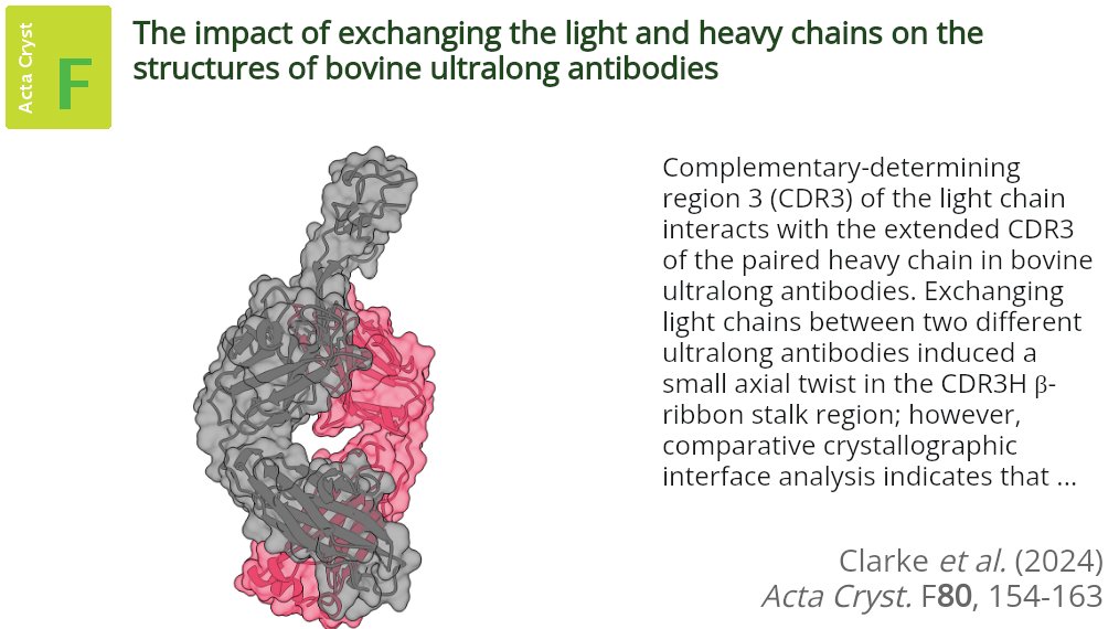 ActaCrystF's tweet photo. The crystallographic structures of two antigen-unknown ultralong antibodies, D08 and BLV5B8, are compared with those of synthetic antibodies produced by recombinant chain-exchanged variants @ActaCrystF @IUCr #Ultralong #Immunoglobulin #Antibody https://t.co/s5scyc2Pi8 https://t.co/NGkeGGLKtG