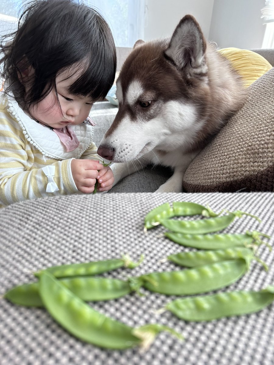 VivienneHusky's tweet photo. 真剣な眼差しの１���児コンビ
#シベリアンハスキー #犬の居る暮らし https://t.co/wnZerP6s99