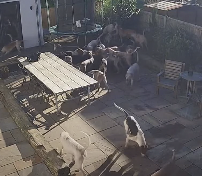 ProtectTheWild_'s tweet image. These cowards think it's ok to rip foxes to shreds for a laugh and then they shoot their hounds dead when they deem them surplus to requirements. 

@UKLabour please end this madness and close the loopholes allowing this to happen.  

RT &amp;amp; sign petition for a proper hunting ban.