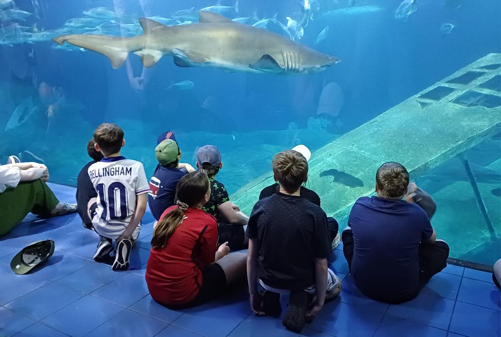 BcaSycamore's tweet photo. The Y6s are loving the shark tank at the NMA, including a live talk all about it's inhabitants. 🦈 #Residential https://t.co/CjCqd8MCWv