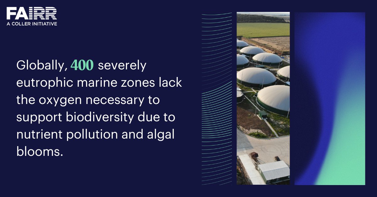 🐄 Livestock production alone is responsible for 30% of anthropogenic #nitrogen emissions to soil, water, and air, presenting a serious threat to #biodiversity.

Reducing excess nitrogen loss to the environment has become a critical area of focus ahead of #COP16 in Autumn.
