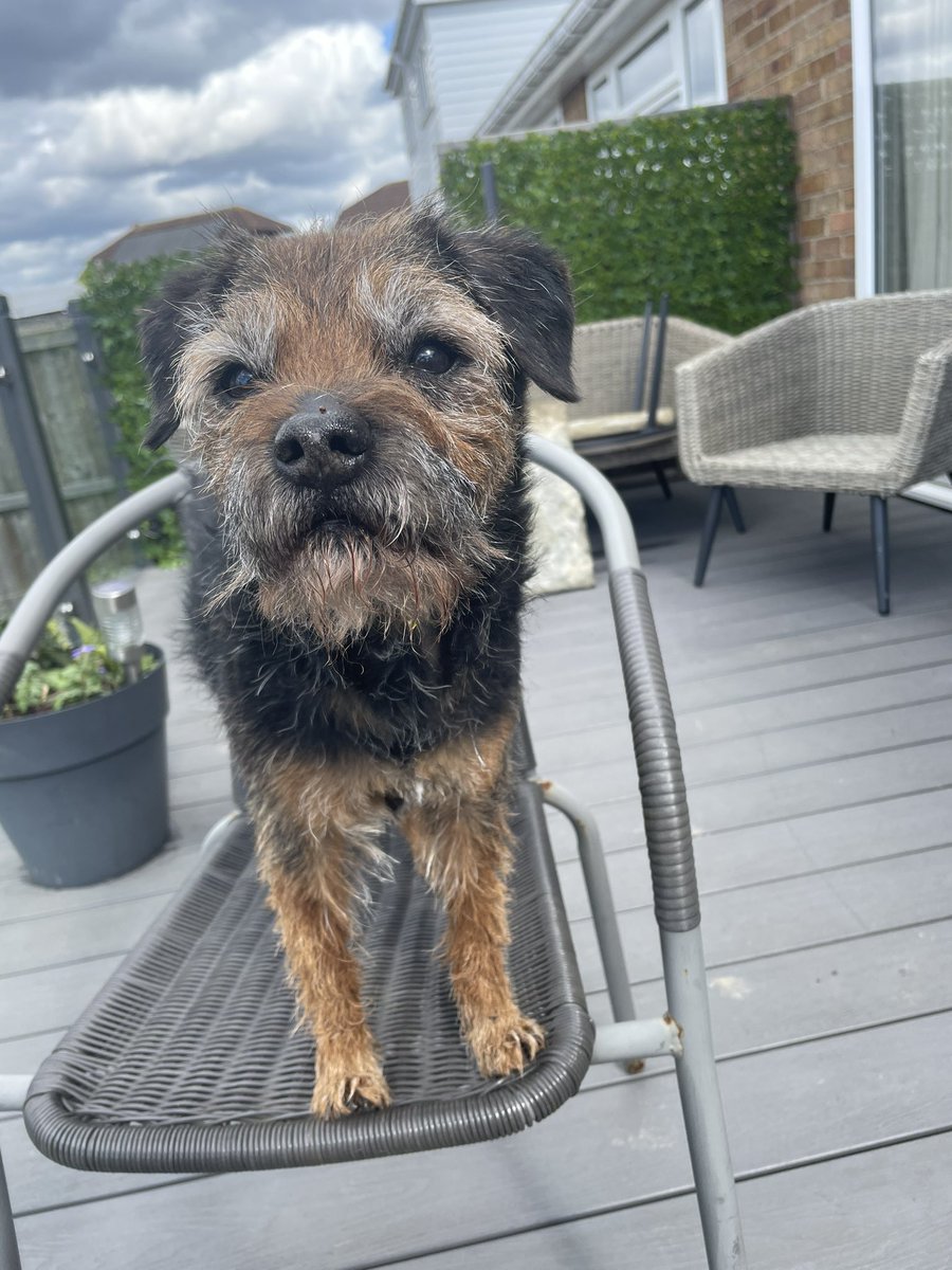 StanleyBorder's tweet image. 💔 Rufus and I had to say goodbye to Stanley at the weekend. Friday he rapidly developed abdominal pain which was found to be sepsis in his pancreas. I could not see that sweet face suffering for a second longer. The loss is sudden and immense. I am utterly heartbroken 💔