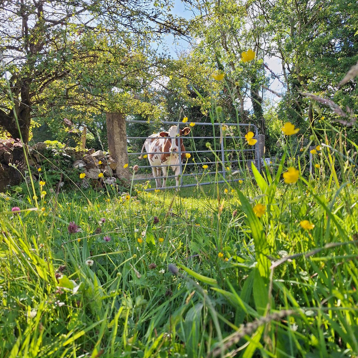 Summer Day (rarely getting more than 1 this season!) 🫠