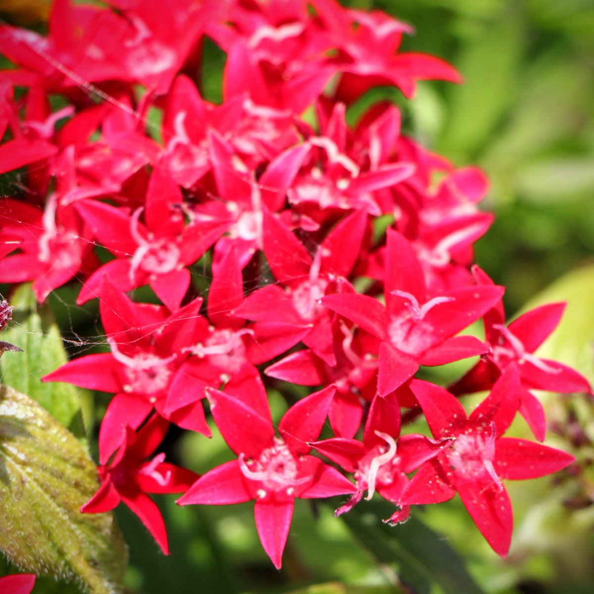 #花のある暮らし
見ると元気が出るような
ビビッドカラー❇️