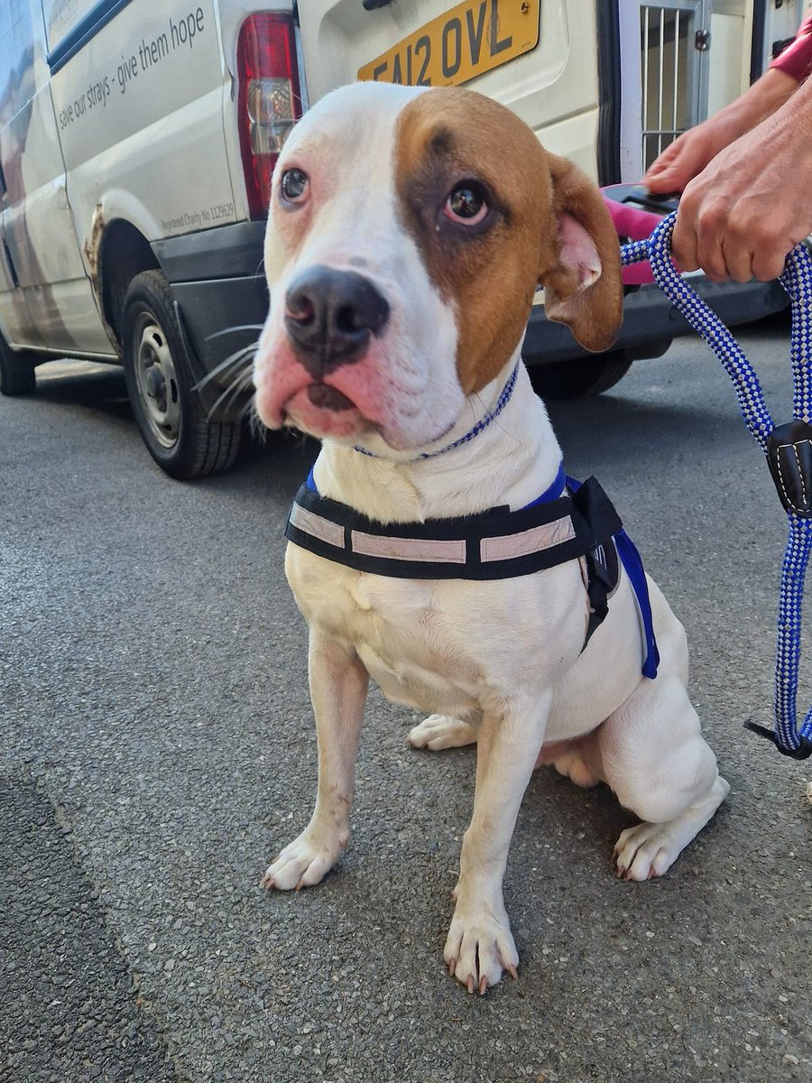 "Dear Dog Lover 💔

We are writing to let you know that Arti, as we have called him, has been found with your note and is safe and well in our care. We hope this knowledge eases your pain a little.

We know how hard this must have been, your heartfelt note has reduced our staff