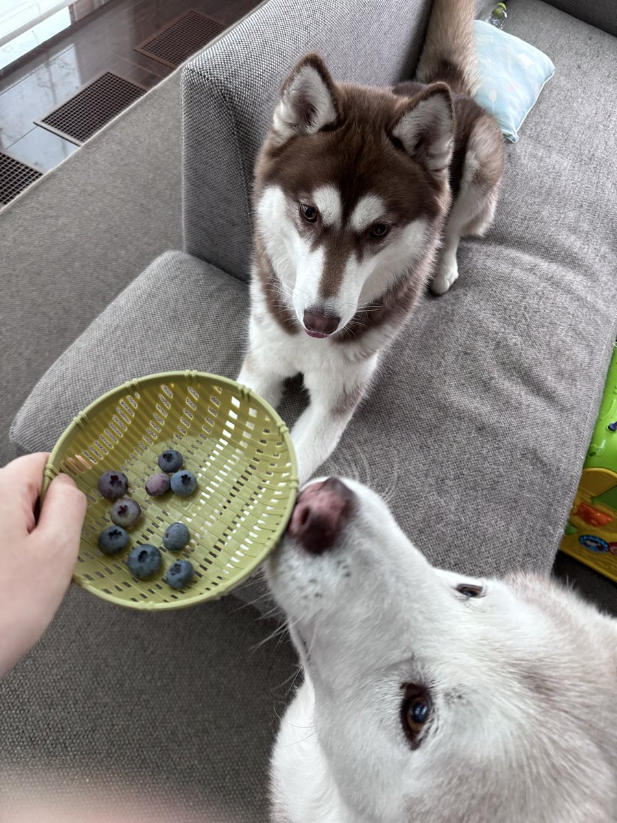 VivienneHusky's tweet photo. 本日の犬のおやつ
#シベリアンハスキー #犬の居る暮らし https://t.co/Il0vxbhBob
