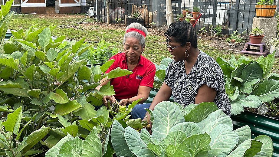 MWKFoundation's tweet photo. Tampa Heights Community Garden in Tampa, FL, featuring Community Health Builder Lena Young Green and Valeria Bullock.
https://t.co/n2Vsstn9WZ https://t.co/bbSTEygouh