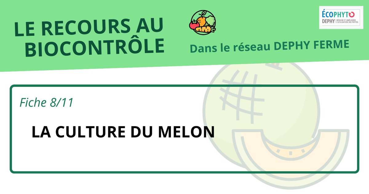 [Fiche #biocontrôle] le #melon

Etude menée sur la culture du melon dans le réseau #DEPHY sur 71 systèmes de cultures :
👉 40% en #AB
👉 La moitié des systèmes étudiés en plein champ, l’autre moitié sous abris

A découvrir : cutt.ly/TegLlU0E
#maraichage #agriculture