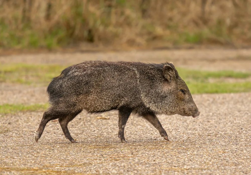 witte_sergei's tweet photo. I remember seeing reports that Ukrainian moms were naming their baby girls “Javelina” after the Javeline missile which is deeply unfortunate because where I’m from the Javelina is literally a furry wild pig that’s known for being cranky and attacking hikers. https://t.co/rY4EaWSQXb