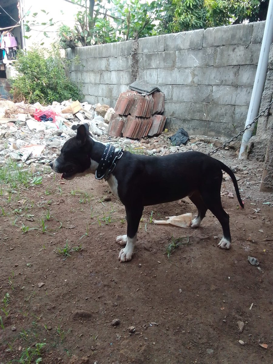 TWITTER DO YOUR MAGIC!!

Need help - Anjing Hilang

Anjing pitbull namanya Pak Kumis warna hitam dan agak besar hilang di daerah Kalapanunggal, Cileungsi. Terakhir dilihat tetangga udah gaada rantainya (alias diambil)…

Kalau ada teman-teman yang lihat mohon hubungi aku ya :(