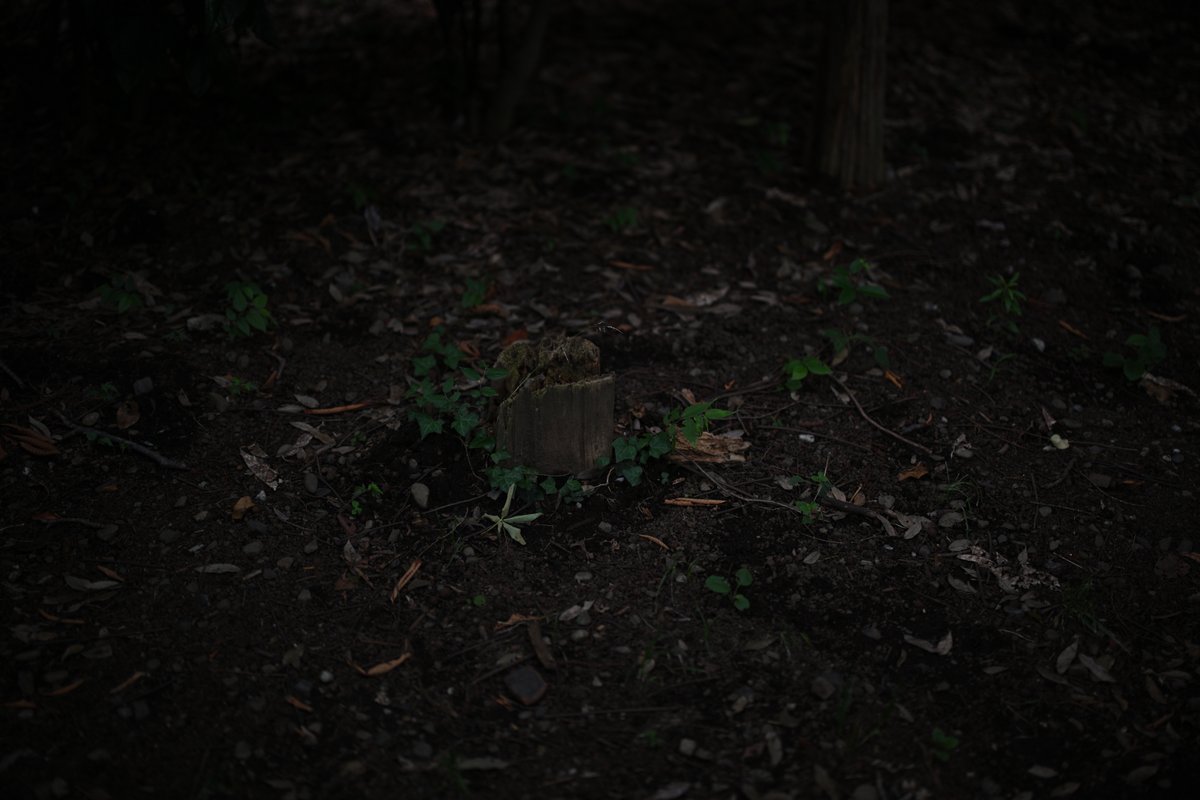 T_M_bass's tweet photo. 井の頭公園。いつもの適当な写し方。

何時行っても人が居て、流石。

Nikon Zf +Z 50mm f/1.2 https://t.co/wGoC6Y4BWY