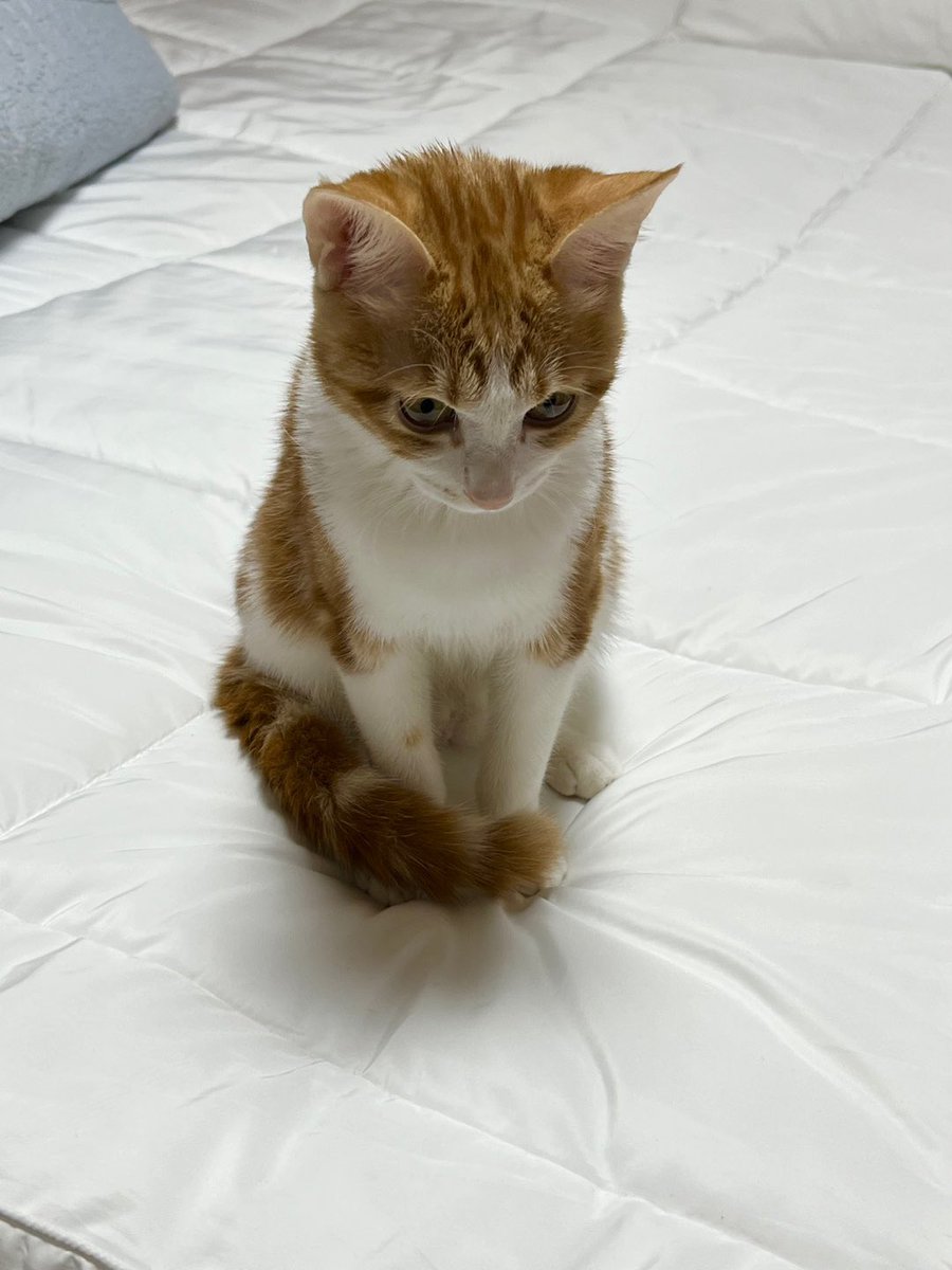 mo0_mo00's tweet image. 고양이는 꿀무
햇돌이는 사람 

                   (나는 꾸무 ...) 
                           ㅇ• .