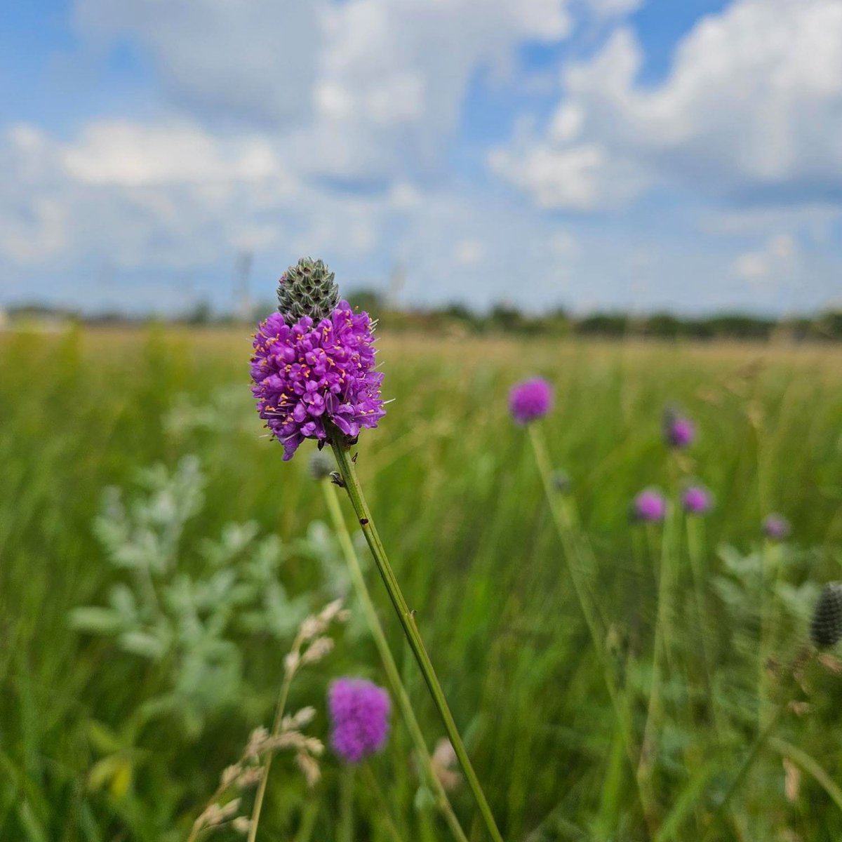 Time to get up close and personal with your prairie: join us for free guided walks Fridays at 11am. No registration needed, just drop by!
Or come see us another day: Interpretive Centre open Tues-Sun 10am-5pm, trails open everyday dawn-dusk.