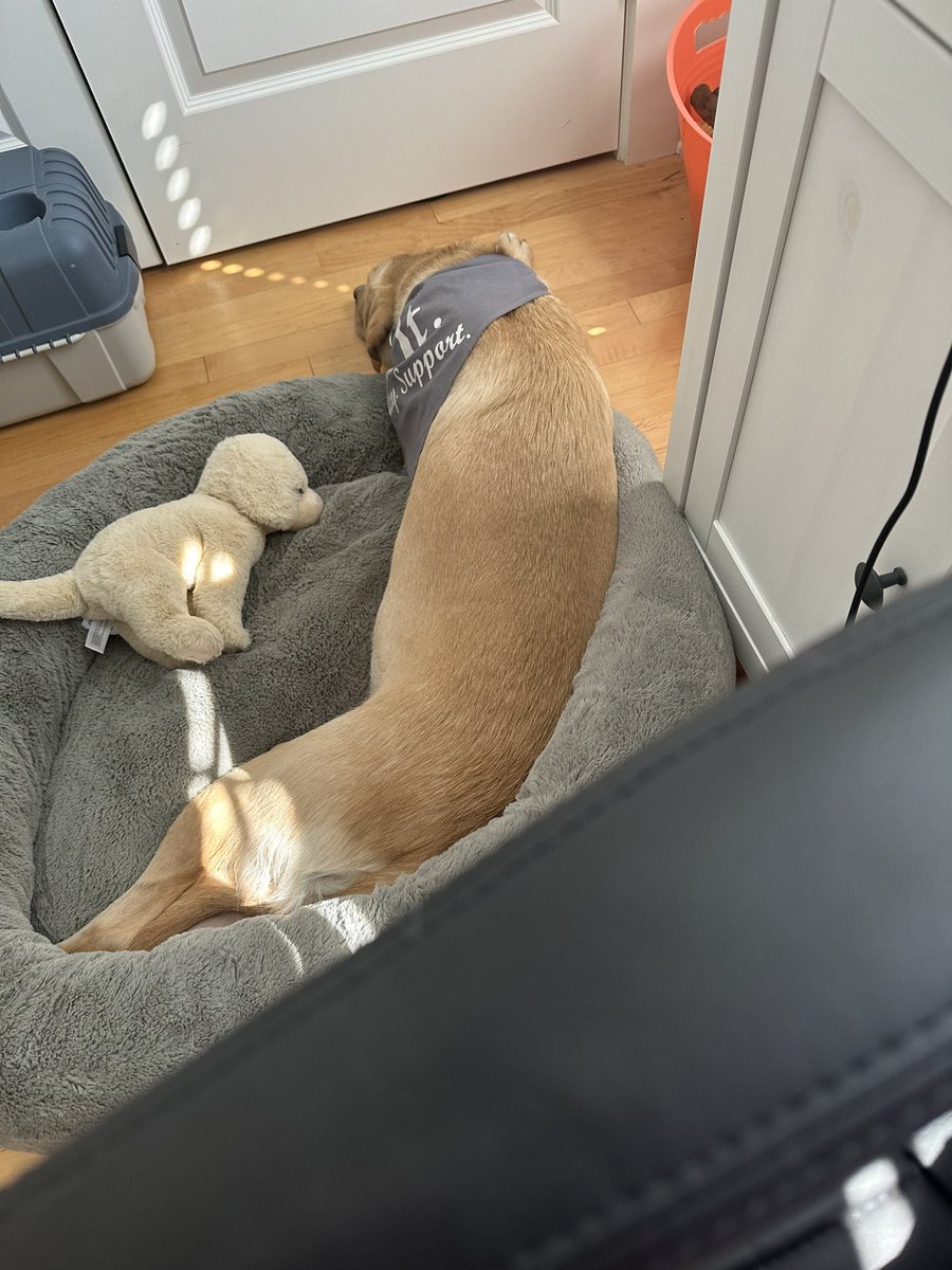 PharmDJALZ's tweet photo. Let me just stretch out! Love that Bowser comes to work with me every day! https://t.co/bU8B6LNLFY