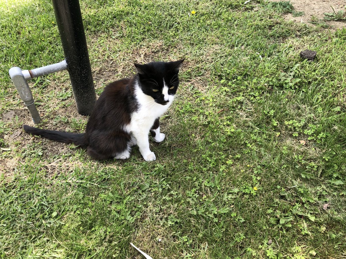 ballothecat's tweet image. Should I go over and tease the condiments or go over and mark puffys territory? #DecisionsDecisions #ThrowbackThursday