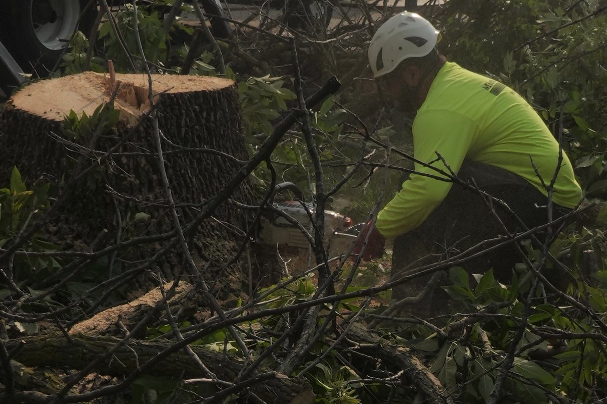 While our #Forestry crews tackle storm damage in a hard-hit Holly Hills neighborhood, some of our contractors address some trees ravaged by Emerald Ash Bore.
