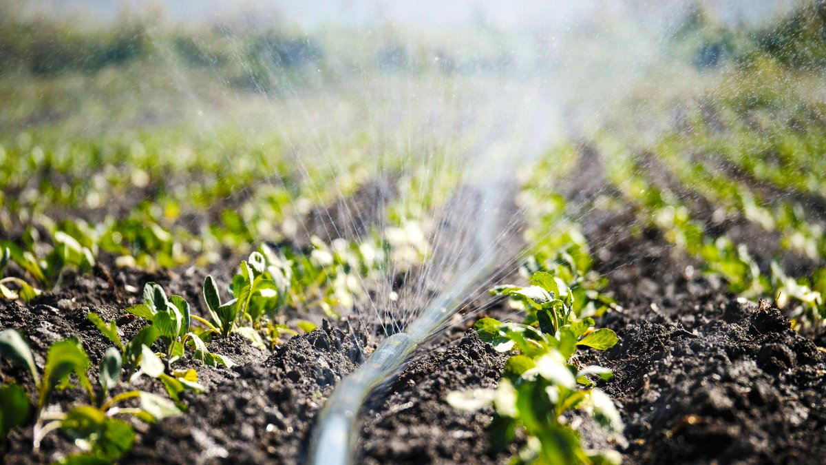 MadeinSaudi's tweet image. عززت شركة @Farm_ERP الرائدة في صناعة الزراعة 🌾 حضورها بالسوق السعودي 🇸🇦؛ بشراكة استراتيجية مع شركة SEIYAJ tech التي ترتكز على توطين تقنيات الطاقة الخضراء. 

وستوظف FarmERP الهندية 🇮🇳 خبرة تمتد أكثر 25 عاماً؛ لتقديم الحلول الرقمية الزراعية والتعاون مع مختلف القطاعات في #المملكة.