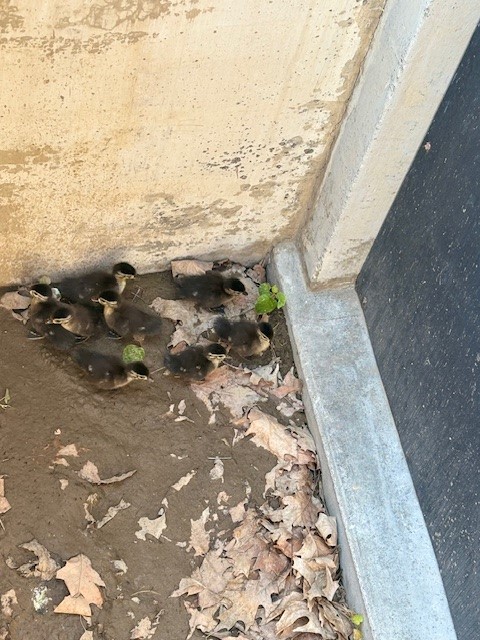 BenCoWAGov's tweet photo. Truly, never a dull moment in Prosser!
On Wednesday, several baby ducks were discovered stuck outside of the Courthouse. With the help of the City of Prosser Government Community Officer, the ducks were rescued. β€οΈβ€οΈ
#bentoncountywa #prosserwa #babyanimals #socute https://t.co/vXNO0xp3ta
