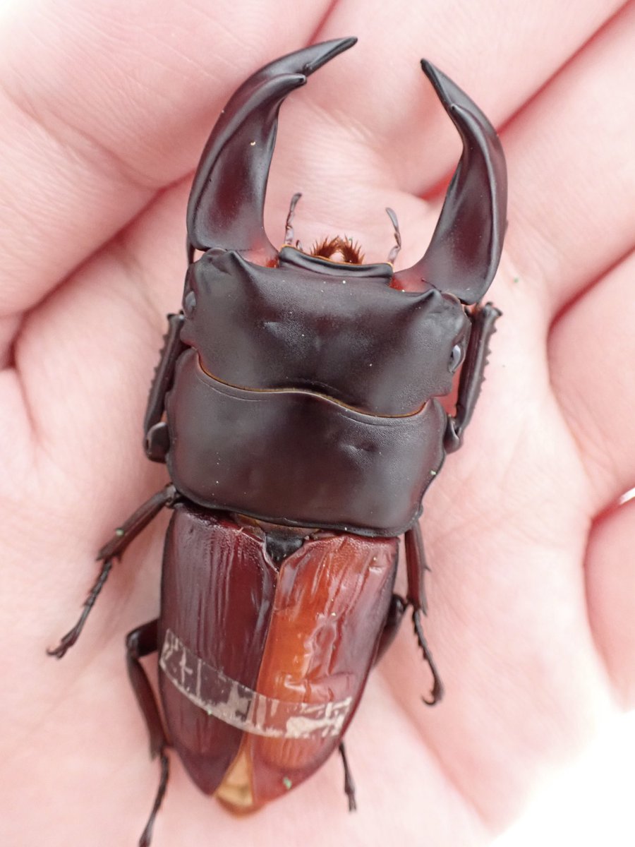 ホプイYX再紹介
顎が薄いのもありエッジがジャキジャキ