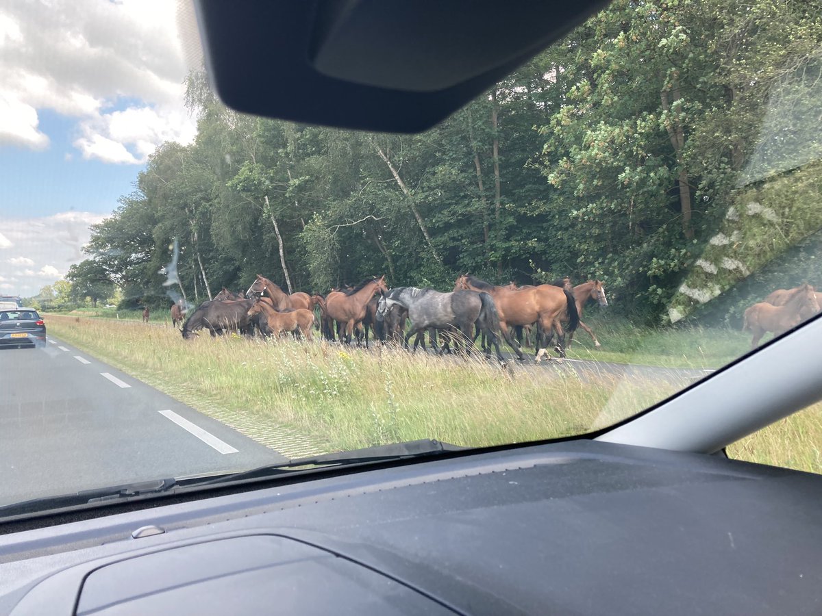 Paarden uitgebroken N340, maar gelukkig weer terug in de wei