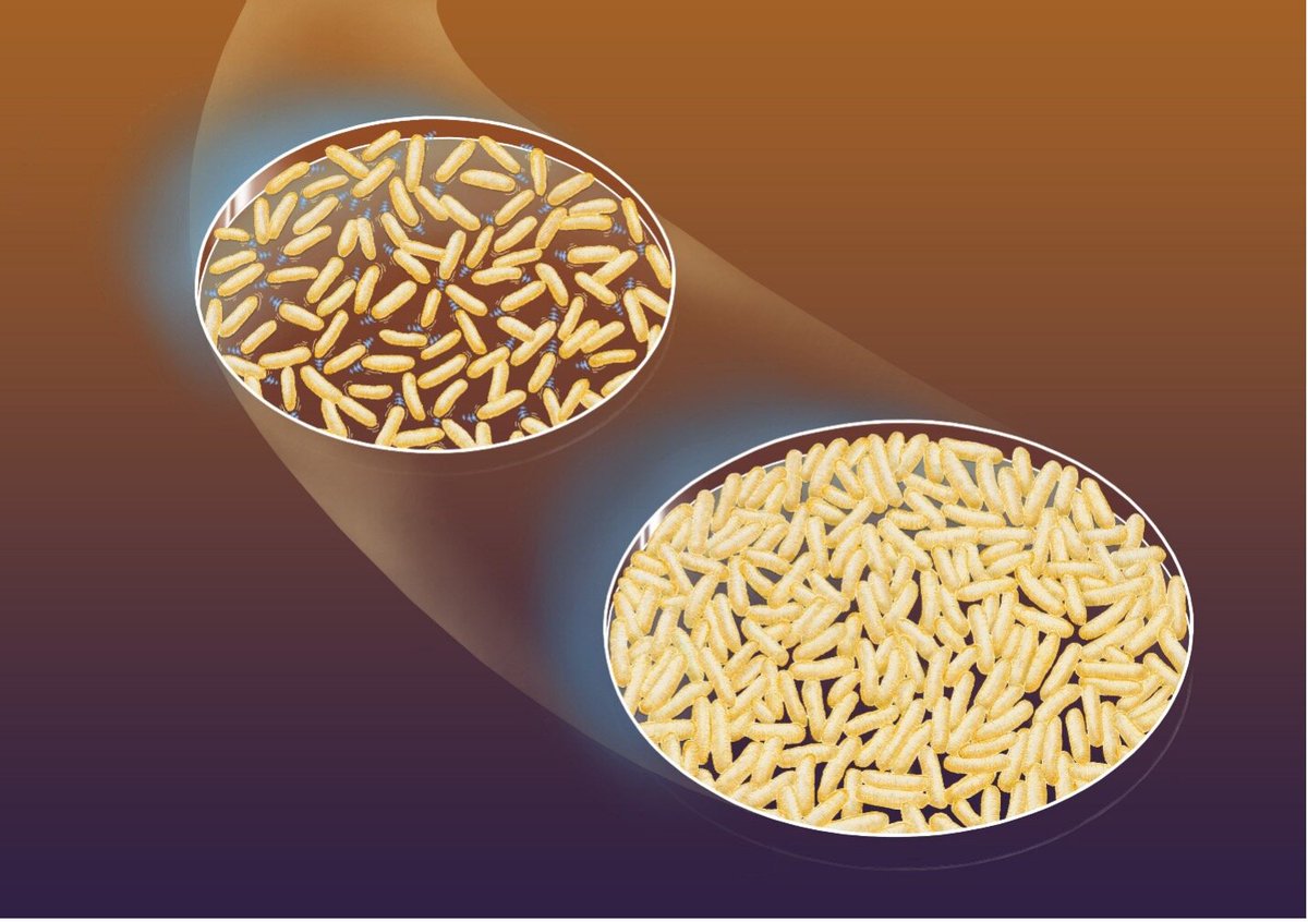 Maximilian tweet media