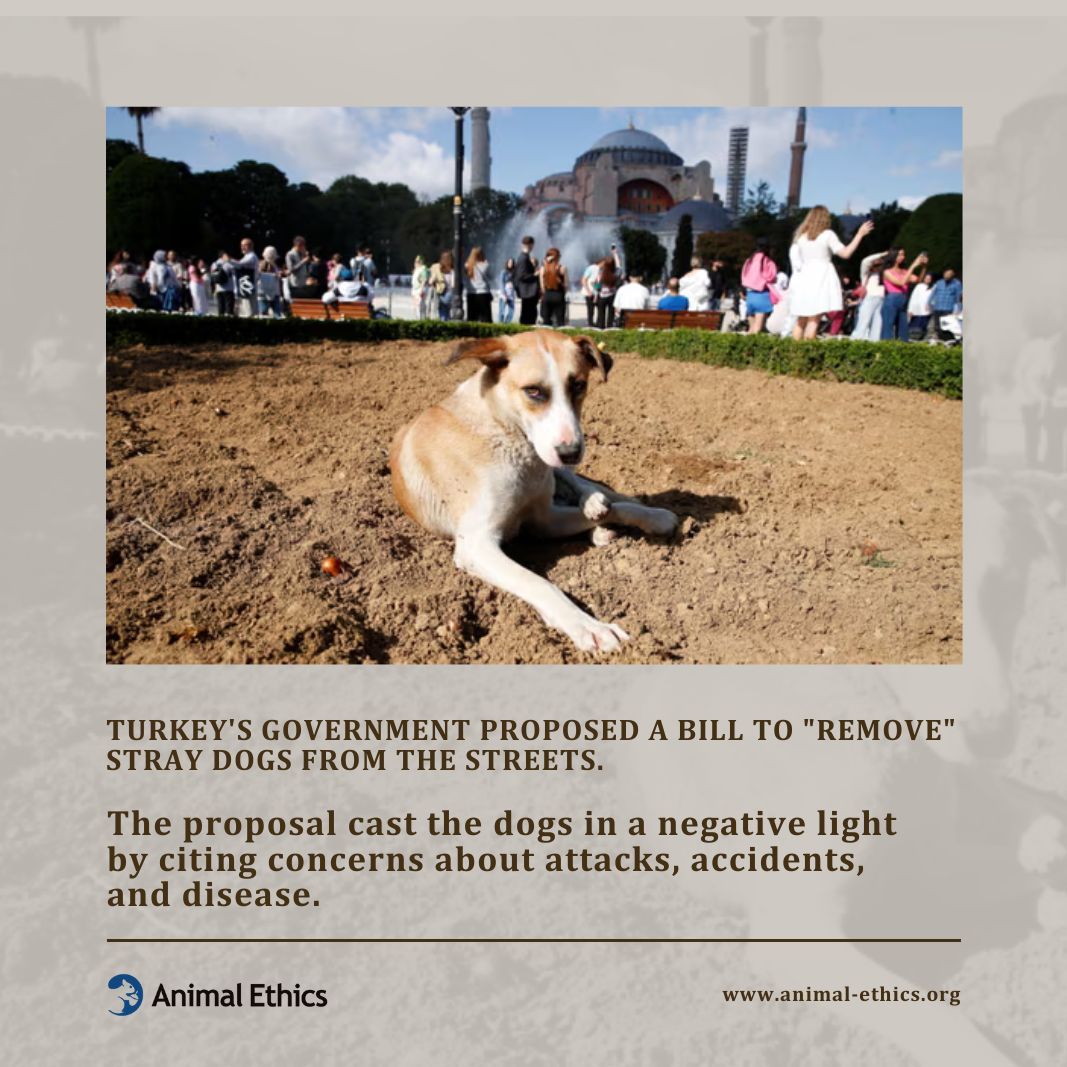 animalethics's tweet photo. The people of Turkey have long taken care of street dogs and cats. 97% of the country does not approve of their government's plans to kill stray dogs. Government money should be put into neutering, not killing. 

#streetdogsturkey #animalactivism #speciesism https://t.co/ayJpeC5IJH