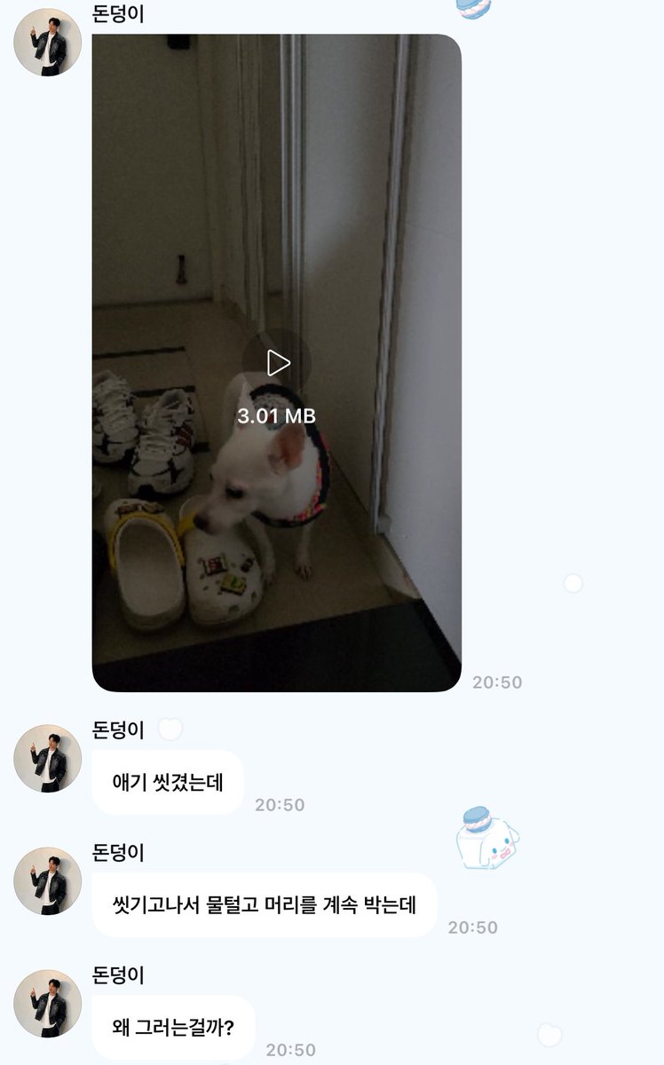 b1uedrum's tweet photo. 1. 도운이는 토리를 애기라고 부름
2. 물이 귀에 들어가지 않게 얼굴은 손으로 씻기기! < n년차 견주다운 노련함
3. 목욕 후 토리가 머리를 박는 것에 대한 고찰 → 스트레스 때문이라고??
4. 아니 그럼 어떡해 풀밭에 벌레 많은데 응아하고 쉬야하고 코박고 / 계속 그러면 나도 머리 박아야겠다 이쒸 https://t.co/SPbatMBWTE