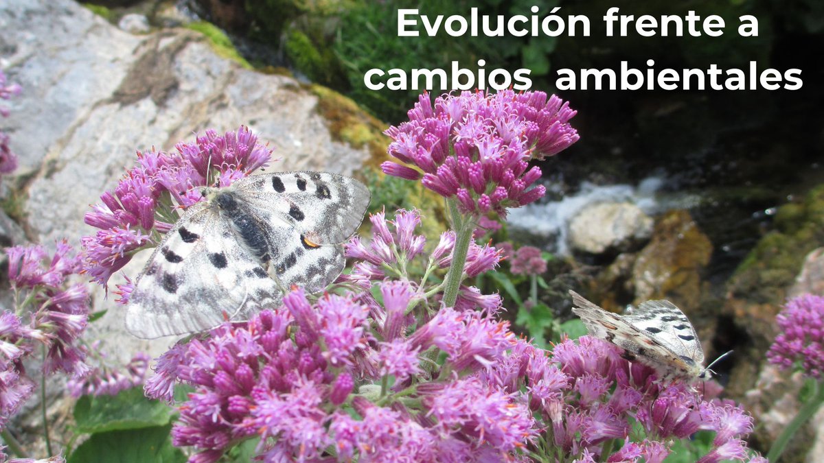 rafalomar's tweet photo. 😀Ya puedes leer el boletín de julio... 👇👇
https://t.co/5UydIQYVuS
#naturapropbarcelona #divulgacioncientifica #biologia #Ciencia https://t.co/ZIIwINyQ96
