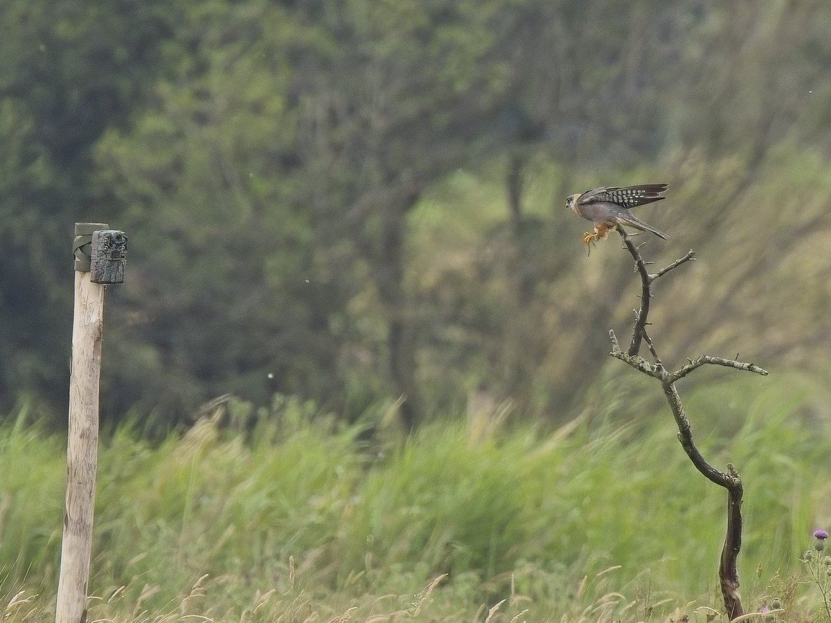 ThorpeMarshman's tweet photo. Another great visit to the excellent @SWTCarltonMarsh yesterday.  How things have changed in 20 years: distant shot of 3 "herons" of which this was the only Grey seen (3 GWE/10+ Little)!  The long staying Red Foot posed in front of its' camera &amp; smart Banded Demoiselle by Peto's https://t.co/G8J4MktLI0