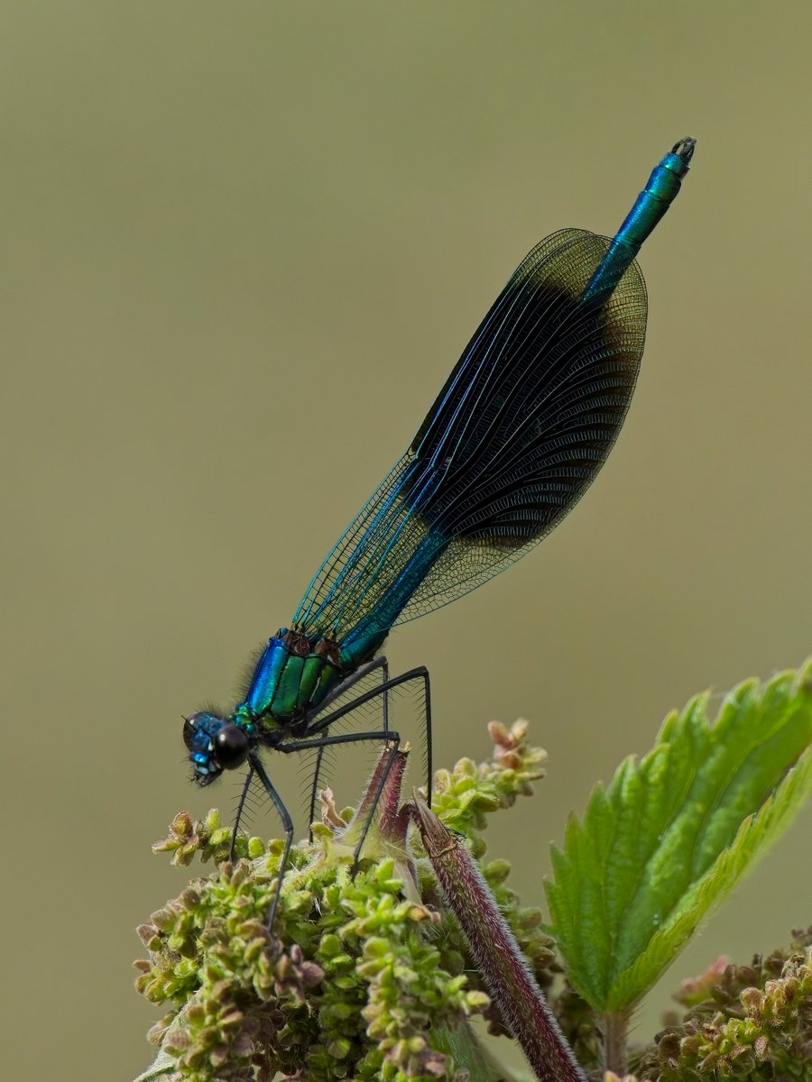 ThorpeMarshman's tweet photo. Another great visit to the excellent @SWTCarltonMarsh yesterday.  How things have changed in 20 years: distant shot of 3 "herons" of which this was the only Grey seen (3 GWE/10+ Little)!  The long staying Red Foot posed in front of its' camera &amp; smart Banded Demoiselle by Peto's https://t.co/G8J4MktLI0