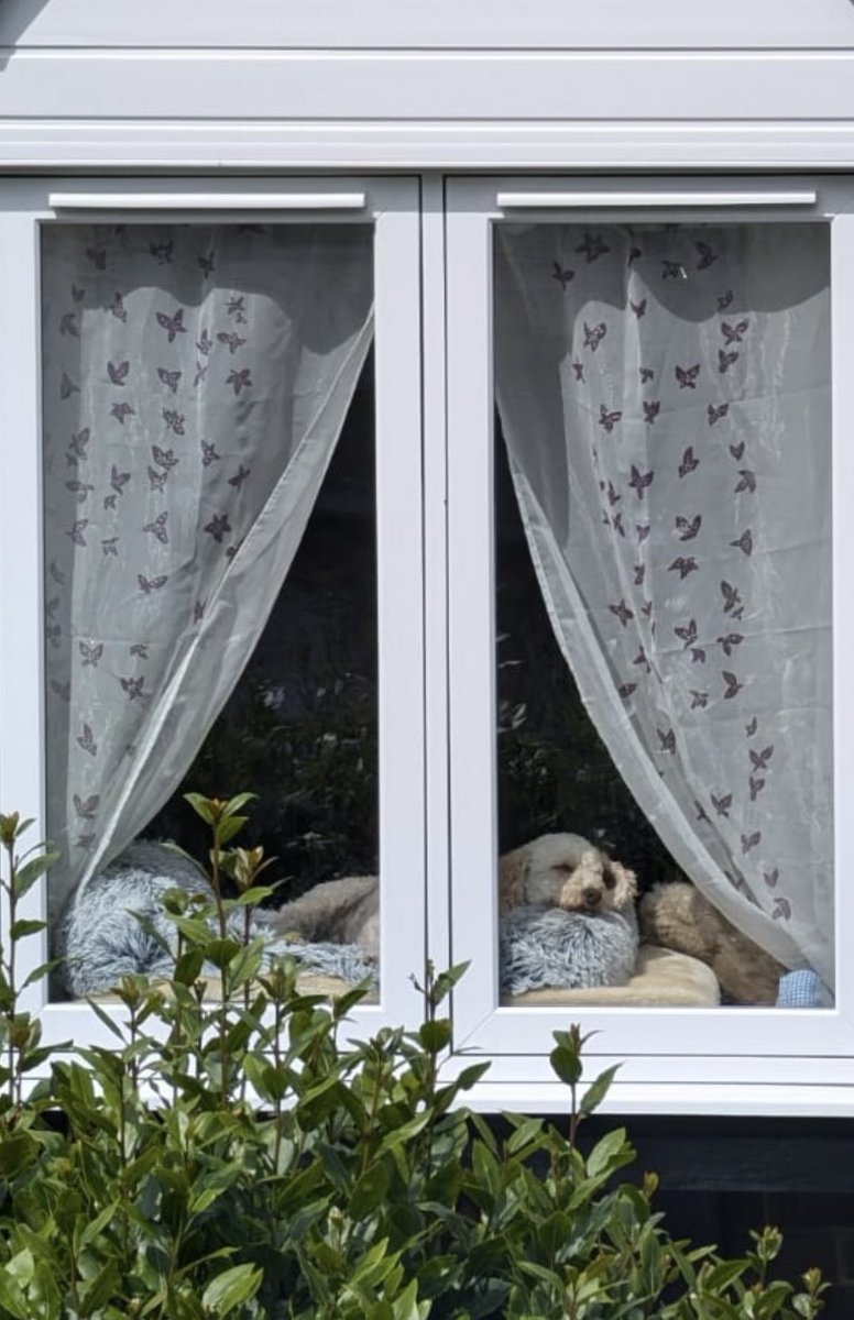 LeelooCockapoo's tweet photo. POV: What my neighbour sees https://t.co/Wqj1cZ1oE3