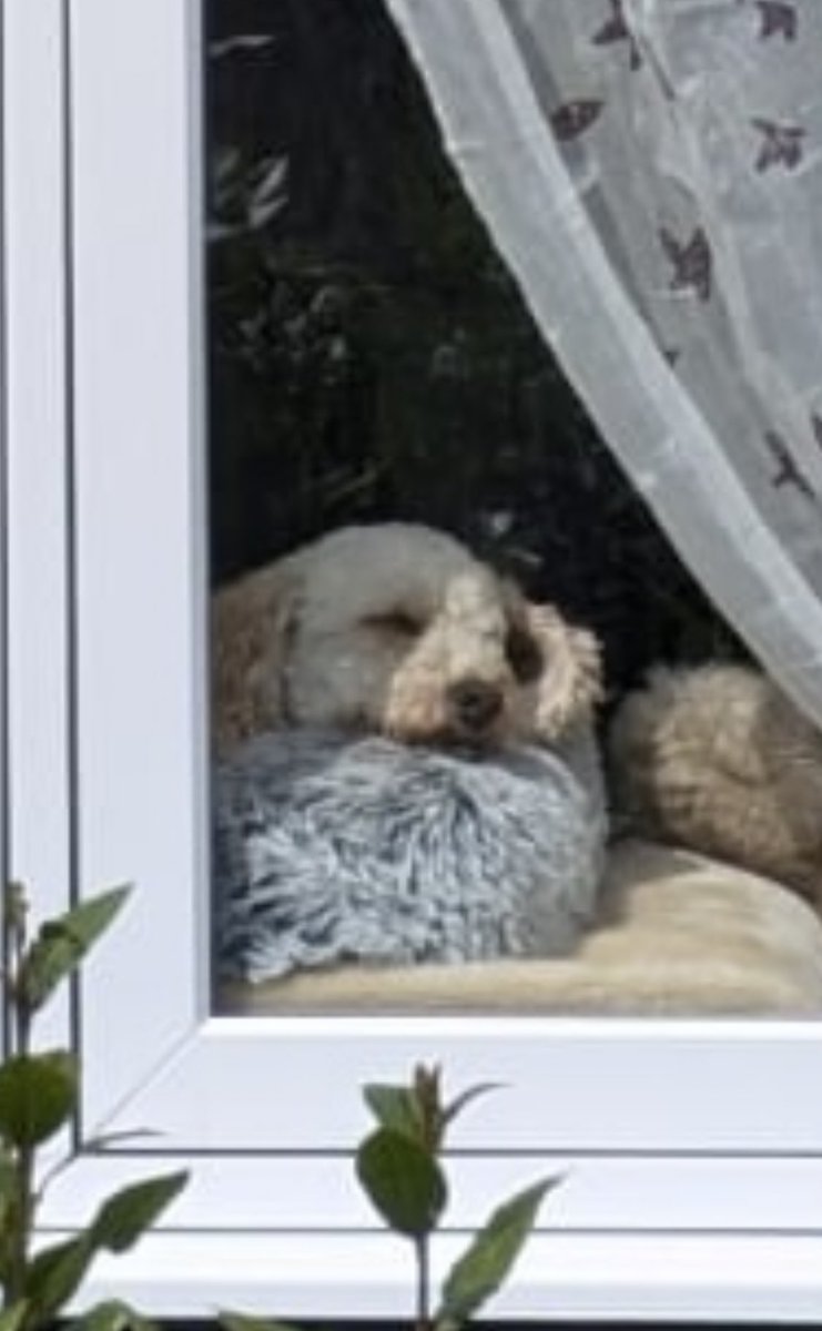 LeelooCockapoo's tweet photo. POV: What my neighbour sees https://t.co/Wqj1cZ1oE3