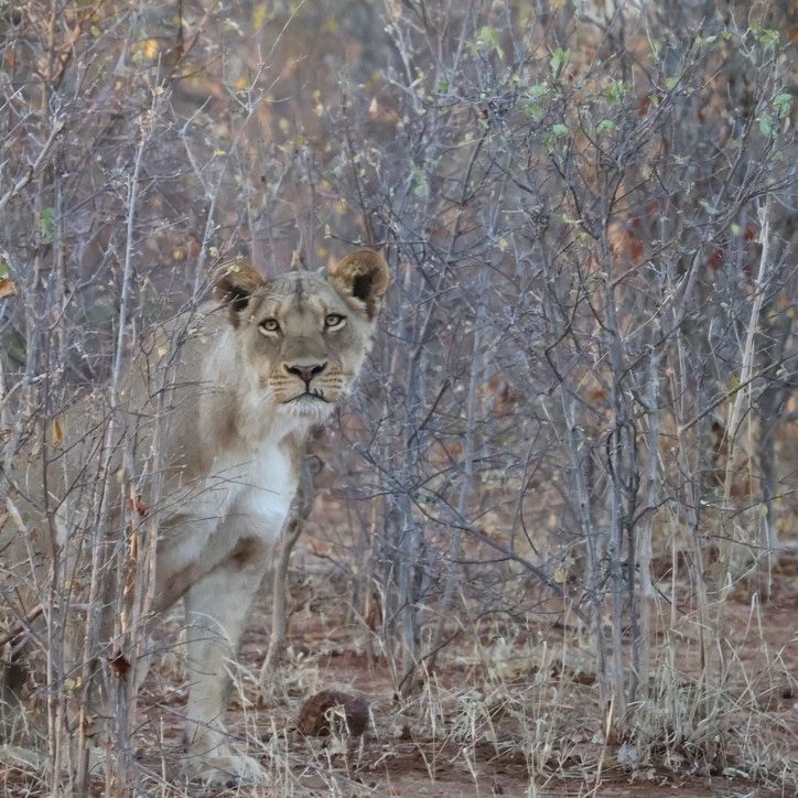 One of Nikki's clients has just returned from exploring Botswana &amp; Zimbabwe; "We had an amazing time. Watching the elephants during siesta from the tent at Machaba Camp was one of the highlights of the trip." 📸 Thanks Asha, we're so pleased you had a wonderful experience.