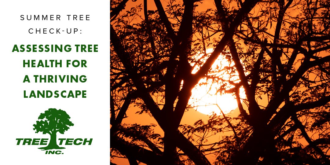 TreeTechInc tweet picture