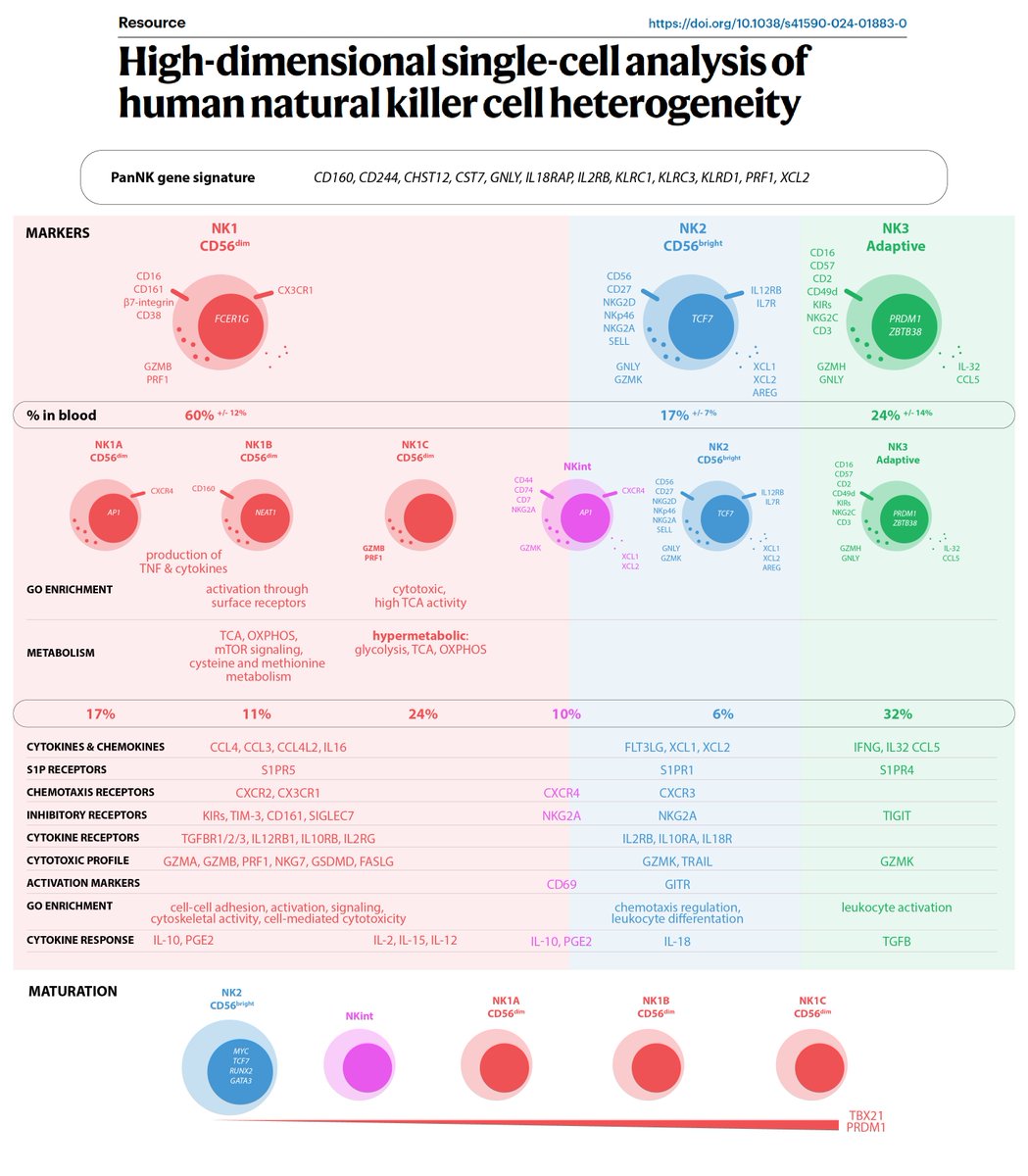 LabWaggoner's tweet photo. Outstanding info graphic from @NersesianSarah visually and factually consolidating the information from recent NK/ILC diversity studies in @NatImmunol ! https://t.co/WL7obaxEsR