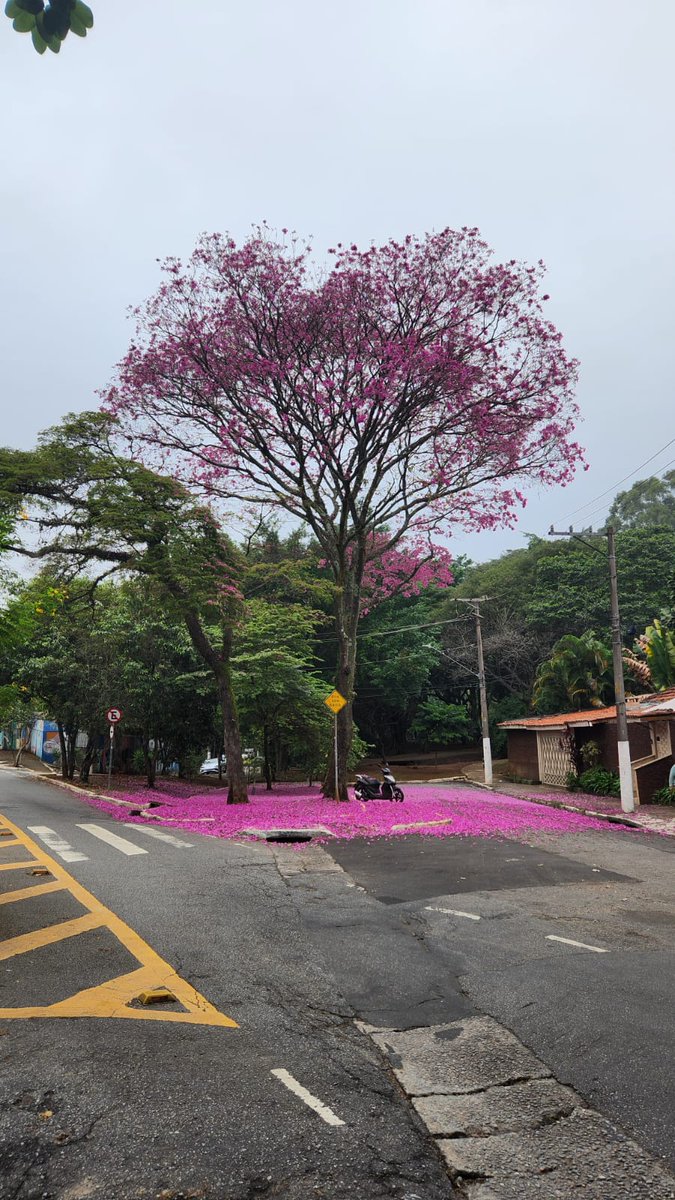 SergioPress's tweet photo. #sp1

Boa-tarde

Olha só que lindeza na Vila Madalena.

Vale parar e apreciar.

Saúde e Paz. https://t.co/QUEDIzplbH