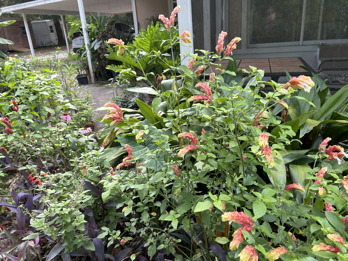ocaladee's tweet photo. Hummingbirds love Shrimp plants. https://t.co/Jy3KPyDvIW
