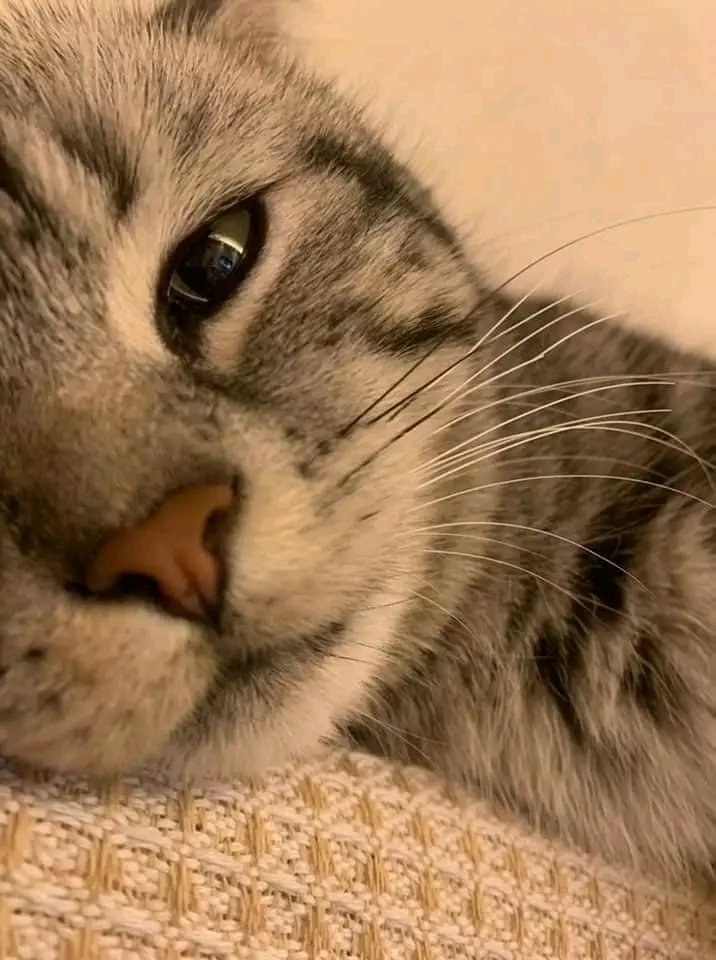 nocontextscats's tweet photo. POV: you sleep with me https://t.co/ubtpjefUFJ