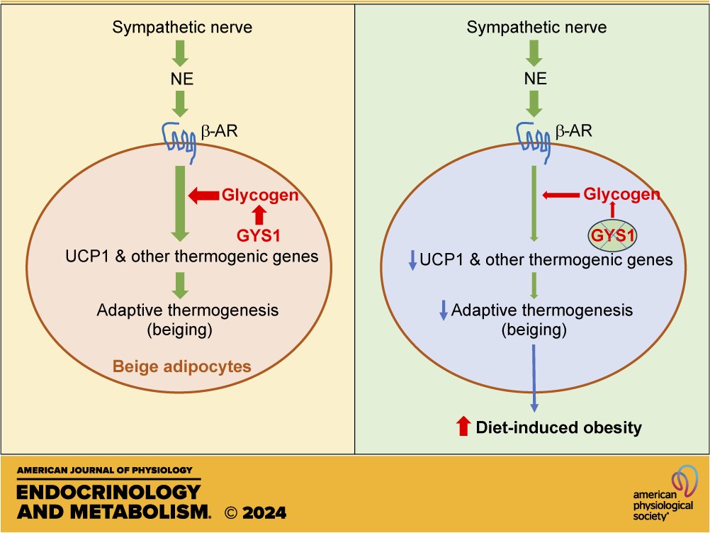 AJPEndoMetab's tweet photo. #FullAccessArticle from the #AJPEndoMetab May issue! Glycogen synthesis is required for adaptive #thermogenesis in beige adipose tissue and affects diet-induced #obesity
Shixuan Zhuo et al.
#adaptivethermogenesis  #adipose tissue
#glycogen #obesity https://t.co/liTjnRgaCY