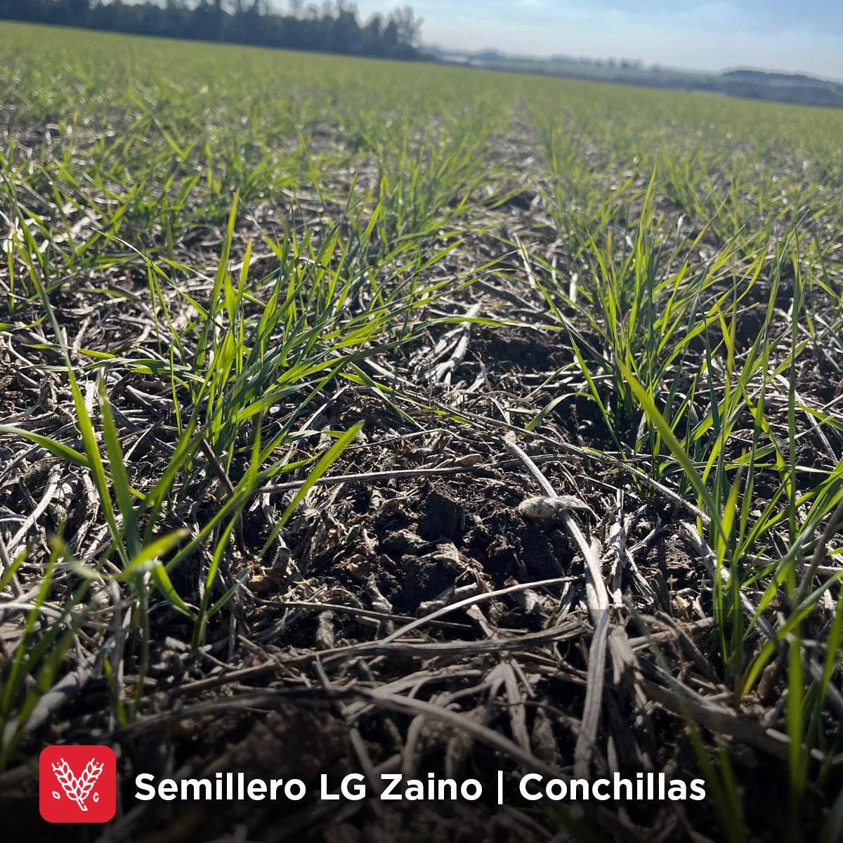 👀Semillero 𝗟𝗚 𝗭𝗔𝗜𝗡𝗢🌾
📍Conchillas

<a href="/lgsemillas/">LG SEMILLAS 🌽🌻🌾🌱</a> 

#3agro