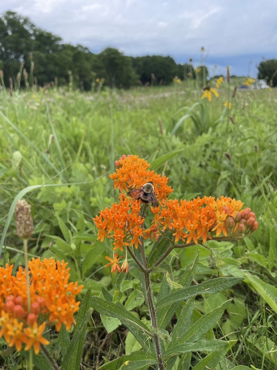 klausinggroup's tweet photo. It's always rewarding to see pollinators at work. As landscapers, we have the unique opportunity to recommend and select plants not just for their hardiness and aesthetic value, but also for their impact on other organisms within their ecological community. 🌿🐝 #SmartLandscaping https://t.co/eJlSATFCVi
