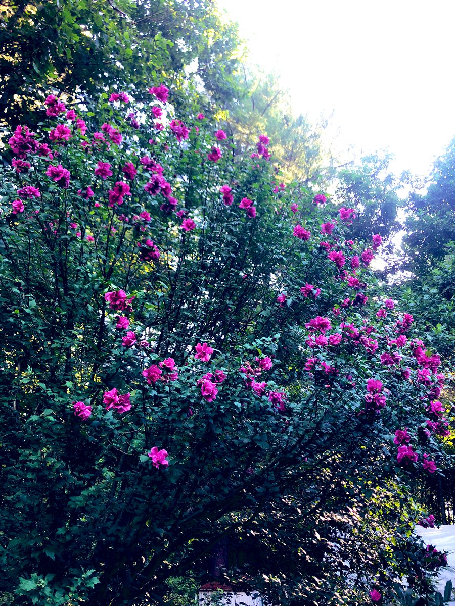 TealSeptember's tweet photo. #MagentaChiffonHibiscus #RoseofSharon #Tree #Bush #Shrub #Plant #Summer #July #MyPlants2024 #Hummingbirds #Butterflies #SaveTheBees #Outdoors #Gardening #GardeningX #Gardens #Gardeners #GardensOfX🐝 #plantlover #Plantlife #Outdoors #Nature #Naturesbeauty https://t.co/2JPK09dfZn