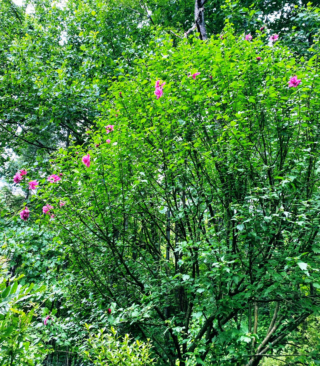 TealSeptember's tweet photo. #MagentaChiffonHibiscus #RoseofSharon #Tree #Bush #Shrub #Plant #Summer #July #MyPlants2024 #Hummingbirds #Butterflies #SaveTheBees #Outdoors #Gardening #GardeningX #Gardens #Gardeners #GardensOfX🐝 #plantlover #Plantlife #Outdoors #Nature #Naturesbeauty https://t.co/2JPK09dfZn